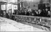 1938 - Wystawa gołębi pocztowych hodowców-pracowników „Szyby Jankowice” w Rybniku – (foto ze zbiorów kopalni/H. Konska)