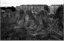 1967 - Żniwa w Boguszowicach. Wkrótce na tych polach powstaną nowe bloki osiedlowe - (foto ze zbiorów A. Vogel)